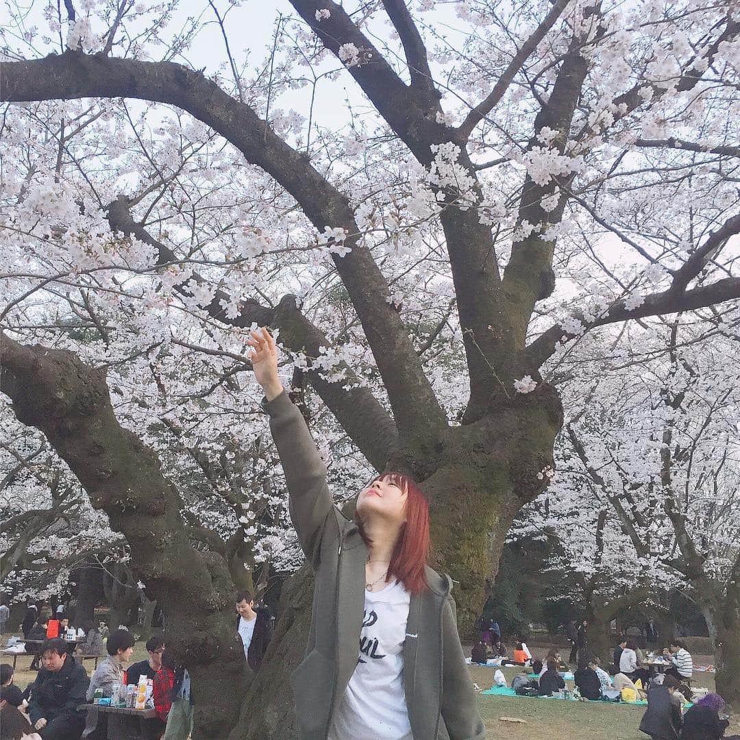 宮里莉羅のインスタグラム：「桜綺麗だなあ〜。 夜桜も見に行きたい。 . .  #桜#お花見#代々木公園」