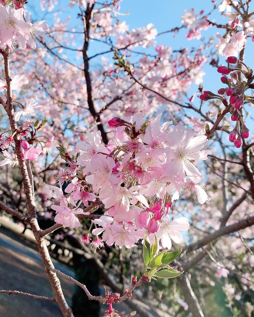 彩花まりさんのインスタグラム写真 - (彩花まりInstagram)「. 合格発表の日。 毎年この時期はなんとなく落ち着かず、 自分が受験した時を思い出します。 . 学校も部活も高校の編入試験も すべて手を抜きたくなかったから 寝る時間なんて当然無くて 本当に命がけでぶつかった宝塚。 . 今回合格された方もそうでない方も そこに至るまでに頑張った自分を しっかりと認めて労ってあげて、 明日からの一歩を踏み出して欲しいです。 . "悪いことがあれば、良いこともある" ずっと大事にしている言葉です。 人生晴れの日ばかりじゃないし 笑えない日もありますが、 自分以外の誰かのために 頑張らなければならない時もあります。 そんなとき踏ん張れるのは 苦しいときに一緒に頑張った 仲間を思い出せるから。 . 皆様に元気をお届け出来るように 私も心機一転、がんばります。 本当にお疲れ様でした。 . . #宝塚 #音楽学校 #合格発表 #春 #桜 #花の道の桜は咲いてるのかしら #なつかしいな #私もがんばります #彩花まり」3月28日 23時23分 - _mari_ayaka