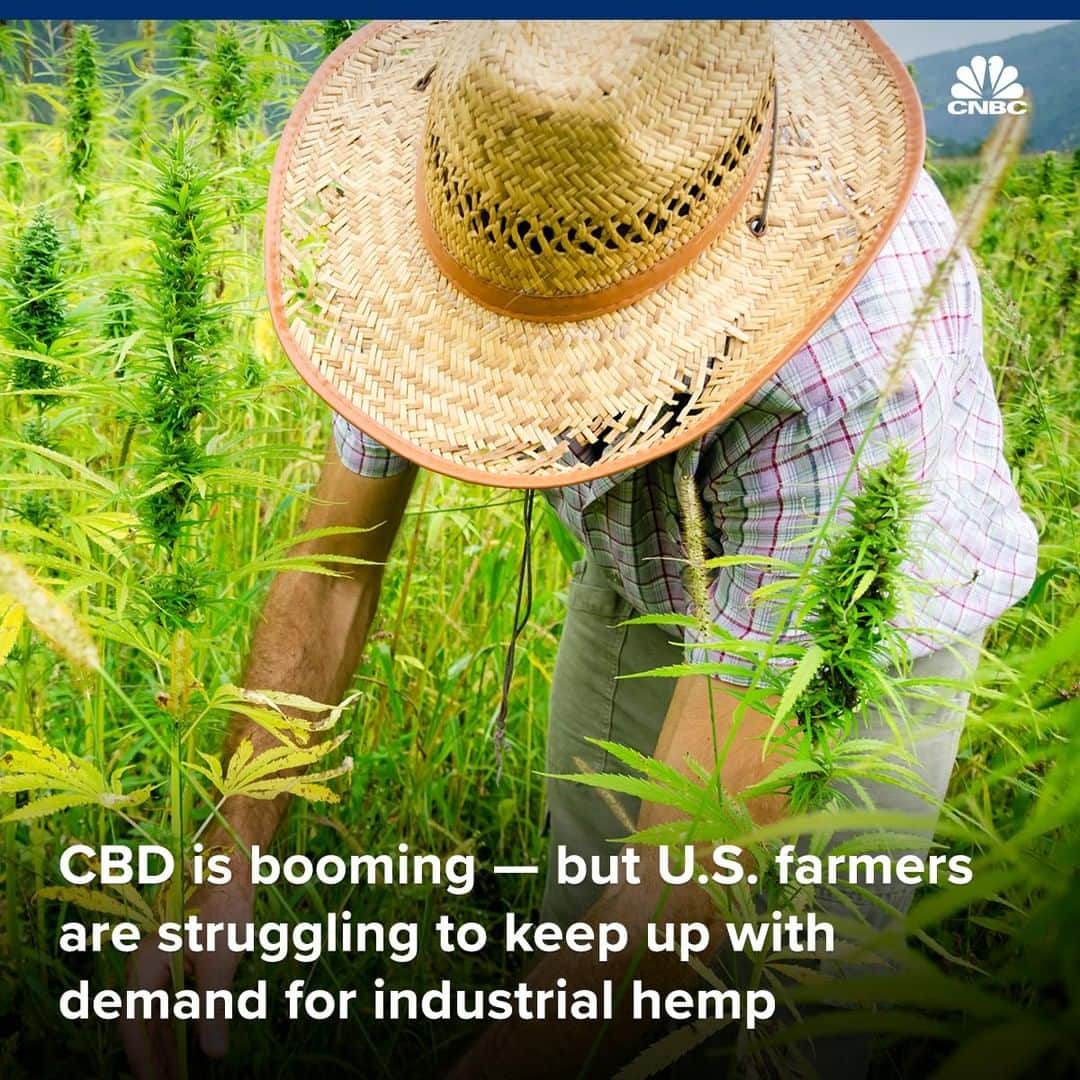 のインスタグラム：「Demand for CBD is so strong that companies are scrambling to infuse their products with it, but the CBD they’re finding isn’t all that great.⁣ ⁣ That’s because farmers can’t keep up with demand. Right now, the growing process for hemp is expensive and doesn’t yield consistent crops. For CBD to be broadly distributed, the growing process needs to become more efficient.⁣ ⁣ Retail sales of CBD consumer products in the U.S. are forecast to reach $16 billion by 2025. The “green rush” could be a huge opportunity for producers — if these problems are solved.⁣ ⁣ To learn more about the challenges facing the industry, visit the link in bio.⁣ ⁣ *⁣ *⁣ *⁣ *⁣ *⁣ *⁣ *⁣ *⁣ ⁣ #cbd #cannabidiol #hemp #beauty #health #businessnews #cnbc⁣ ⁣」