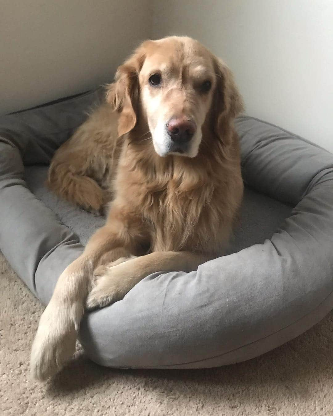 モヒートさんのインスタグラム写真 - (モヒートInstagram)「Hey mommy, I’m just doing to stay right here today. Not ready to wake up! ------------------------------- #goldensofig #goldenretriever  #goldenretrieversofinstagram #betterwithpets #dogsofig  #dogsofinstagram #fluffypack #gloriousgoldens #cute #welovegoldens #ilovemydog #dogcrushdaily #retrieveroftheday #goldenlife #featuregoldens #goldenretrieverfeatures #bestwoof #goldenretrieverft #ProPlanDog #ilovegolden_retrievers #mydogiscutest #retrieversgram #chewy #dogsofcle」3月28日 23時35分 - mojito_rose_family