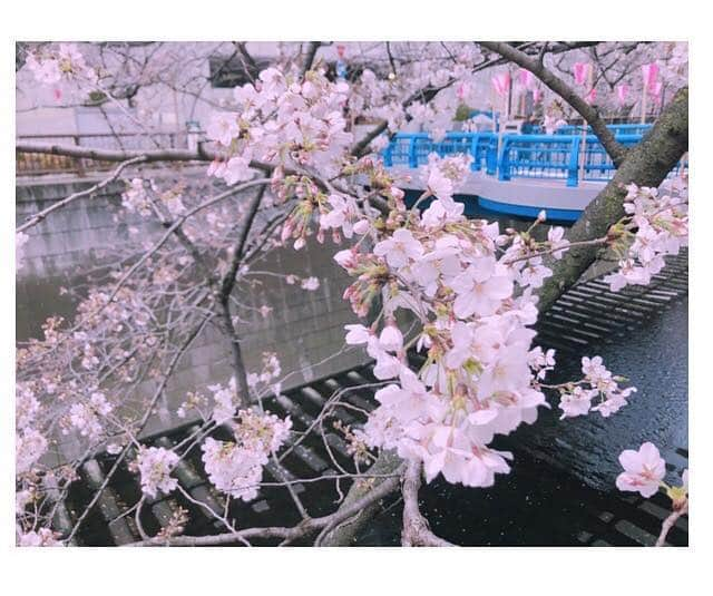 青葉ひなりさんのインスタグラム写真 - (青葉ひなりInstagram)「桜って1年で輝けるの 1週間だけなんだね…  #instagood #隅田川 #桜」3月28日 23時47分 - hinari_festive