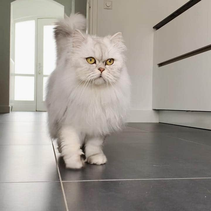 Milkshake the Catのインスタグラム：「Look who feels already completely at home!」