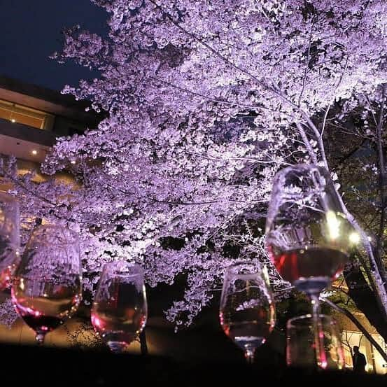 八芳園さんのインスタグラム写真 - (八芳園Instagram)「【東京生まれのワインと江戸野菜】  染井吉野が間も無く満開を迎え、 次いで枝垂れ桜が咲き始めた八芳園の庭園。  色々なピンクの彩りが楽しい季節到来です。 昼はもちろん、夜桜も一層美しくなってきました。  各レストランでは夜桜を見ながら味わう事ができる、春野菜、旬の魚、こだわりのお肉を使った特別メニューを用意しています。  また3月29日には、美食縦断2019と題して、東京ワイナリーのワインと国分寺市の小坂農園の江戸野菜とのペアリングを味わうトークイベントも。  吹ぶけよ、桜。 吹ぶけよ、人。 Spring Festival 2019 粋を 引き続きお楽しみください。 ［八芳園 Spring Festival 2019 粋］ http://www.happo-en.com/event/springfestival2019/index.html ［ご予約］ 残席4席 美食縦断2019 https://restaurant.ikyu.com/rsSd/main/script/planU.asp?rstId=101346&planNo=10818187&visitDate=2019-03-29&visitTime=19:00&tNum=2  #八芳園 #桜イベント #粋 #お花見 #花見 #花よりだんご #花見 #夜桜 #ライトアップ #染井吉野 #満開 #桜ライトアップ #庭園 #日本庭園 #美食縦断 #東京ワイナリー #小坂農園 #東京 #白金台 #happoen #sakura #garden #japanesegarden #iki #yozakura #wine #tokyo #event」3月28日 23時49分 - happoen