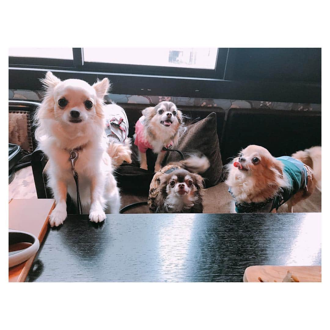 朝風れいさんのインスタグラム写真 - (朝風れいInstagram)「先日の犬会🐕 ・ ・ 人間5匹と犬5人🤣 ・ ・ ワンズの面倒見るのに必死で、人の集合写真は撮り忘れました😛💦 ・ ・ くるみは、相変わらず犬見知りを発揮してて、この距離感。ママに発するSOS (T-T) そして、それと同じくらいの距離感を、密かに取っているのが、なえちゃん家の最年長、モカたん🤣愛おしい…😂😭❤️ ・ ・ ショコシュガ嵐は、相変わらず仲良し3兄弟✨😎😎😎✨ ・ ・ ・ あぁ、もう、この子達は何て可愛くて、何て癒されるのでしょうか…🥺❤️ とか言いつつ、飼い主達の、その姿は必死（8.9枚目参照） ・ ・ ・ #雪組 #犬会 #すっかり #定例会 #モカ #ショコラ #嵐 #シュガ #くるみ #年功序列 の #香盤順 #笑 #蓮城まこと さん #キングさん #涼瀬みうと さん #なえちゃん #朝風れい さん #れいちゃん 🤣 #他 #そこは #察っしーな ✋ #触れてくれるな #絶対に」3月29日 0時05分 - rei.wd