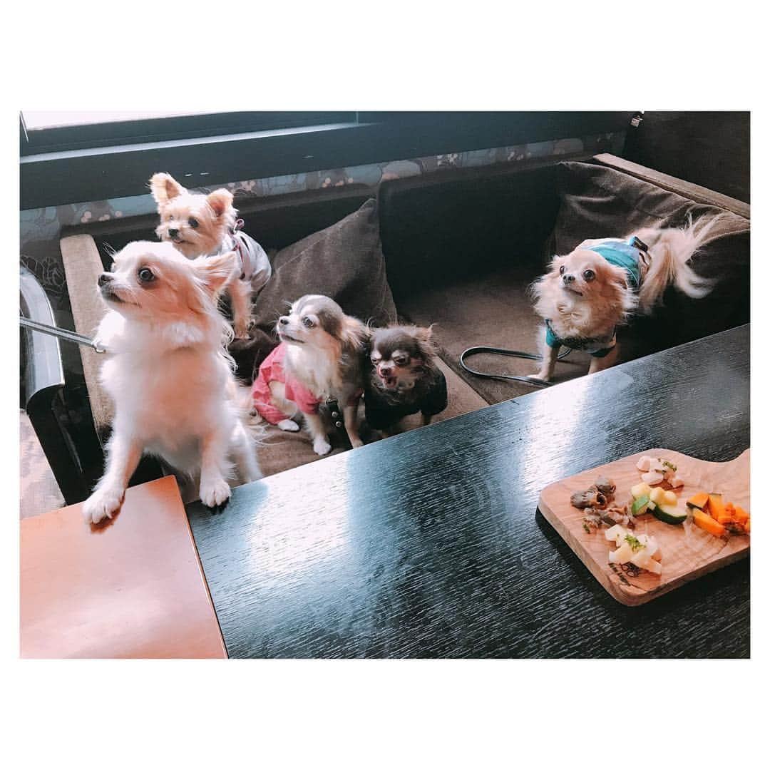 朝風れいさんのインスタグラム写真 - (朝風れいInstagram)「先日の犬会🐕 ・ ・ 人間5匹と犬5人🤣 ・ ・ ワンズの面倒見るのに必死で、人の集合写真は撮り忘れました😛💦 ・ ・ くるみは、相変わらず犬見知りを発揮してて、この距離感。ママに発するSOS (T-T) そして、それと同じくらいの距離感を、密かに取っているのが、なえちゃん家の最年長、モカたん🤣愛おしい…😂😭❤️ ・ ・ ショコシュガ嵐は、相変わらず仲良し3兄弟✨😎😎😎✨ ・ ・ ・ あぁ、もう、この子達は何て可愛くて、何て癒されるのでしょうか…🥺❤️ とか言いつつ、飼い主達の、その姿は必死（8.9枚目参照） ・ ・ ・ #雪組 #犬会 #すっかり #定例会 #モカ #ショコラ #嵐 #シュガ #くるみ #年功序列 の #香盤順 #笑 #蓮城まこと さん #キングさん #涼瀬みうと さん #なえちゃん #朝風れい さん #れいちゃん 🤣 #他 #そこは #察っしーな ✋ #触れてくれるな #絶対に」3月29日 0時05分 - rei.wd