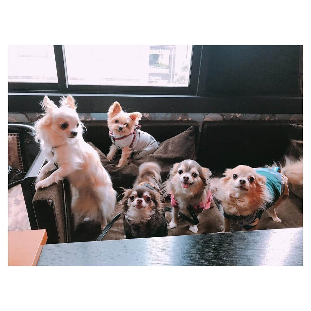 朝風れいさんのインスタグラム写真 - (朝風れいInstagram)「先日の犬会🐕 ・ ・ 人間5匹と犬5人🤣 ・ ・ ワンズの面倒見るのに必死で、人の集合写真は撮り忘れました😛💦 ・ ・ くるみは、相変わらず犬見知りを発揮してて、この距離感。ママに発するSOS (T-T) そして、それと同じくらいの距離感を、密かに取っているのが、なえちゃん家の最年長、モカたん🤣愛おしい…😂😭❤️ ・ ・ ショコシュガ嵐は、相変わらず仲良し3兄弟✨😎😎😎✨ ・ ・ ・ あぁ、もう、この子達は何て可愛くて、何て癒されるのでしょうか…🥺❤️ とか言いつつ、飼い主達の、その姿は必死（8.9枚目参照） ・ ・ ・ #雪組 #犬会 #すっかり #定例会 #モカ #ショコラ #嵐 #シュガ #くるみ #年功序列 の #香盤順 #笑 #蓮城まこと さん #キングさん #涼瀬みうと さん #なえちゃん #朝風れい さん #れいちゃん 🤣 #他 #そこは #察っしーな ✋ #触れてくれるな #絶対に」3月29日 0時05分 - rei.wd