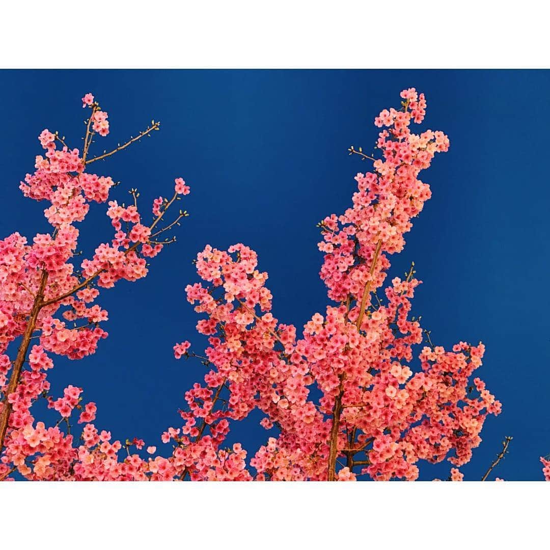 井澤エイミーのインスタグラム：「真っ青な夜空に咲く桜。  #sakura #japan #itsapril」