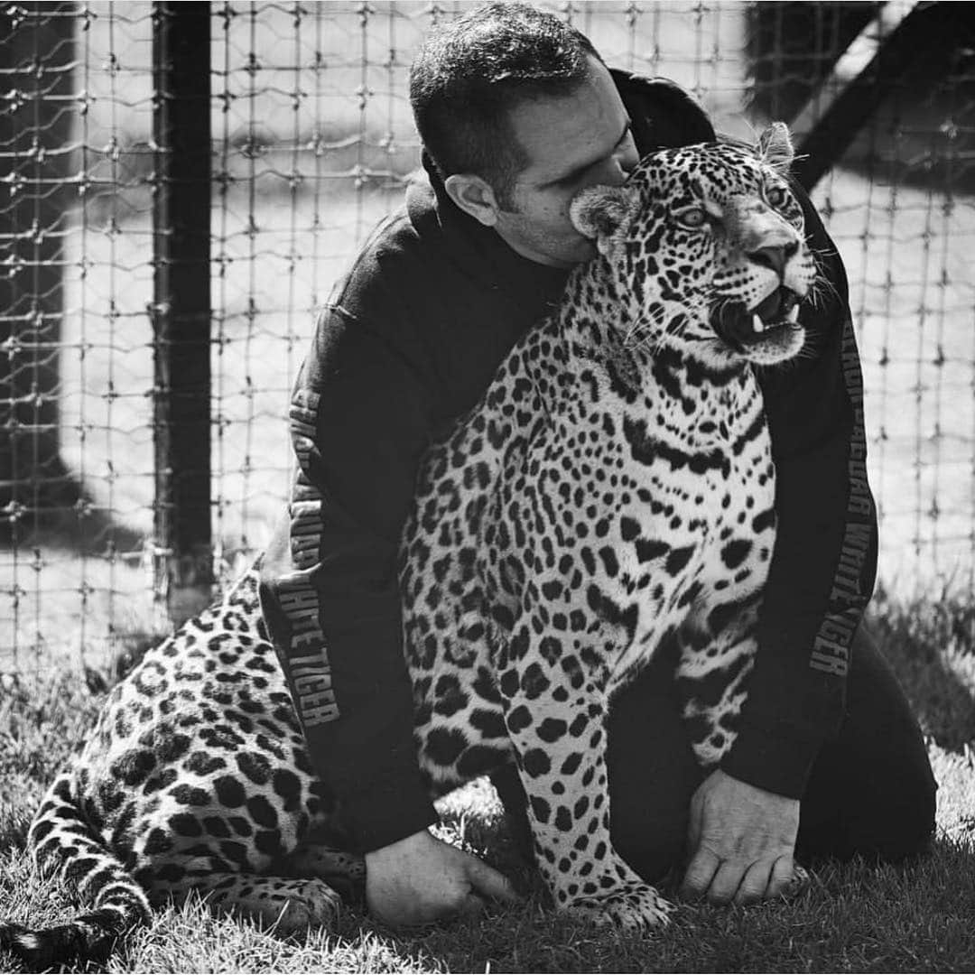 Black Jaguar-White Tiger さんのインスタグラム写真 - (Black Jaguar-White Tiger Instagram)「Jade by @gavinbondphotography  #LasComadresBJWT #SaveJaguars」3月29日 0時09分 - blackjaguarwhitetiger