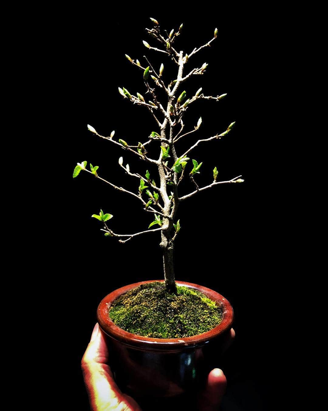 金成公信のインスタグラム：「芽吹いてきました。#盆栽 #bonsai #イワシデ #plants」