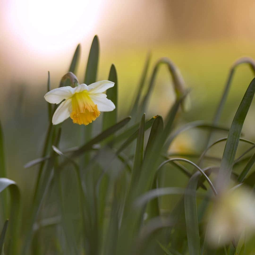 別府史之さんのインスタグラム写真 - (別府史之Instagram)「Spring promenade🚶#🌸 #Rehabilitation #Nikon #Z6 #📷」3月29日 0時28分 - fumybeppu