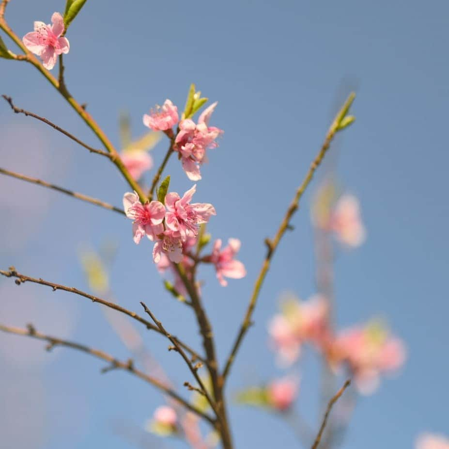 別府史之さんのインスタグラム写真 - (別府史之Instagram)「Spring promenade🚶#🌸 #Rehabilitation #Nikon #Z6 #📷」3月29日 0時28分 - fumybeppu