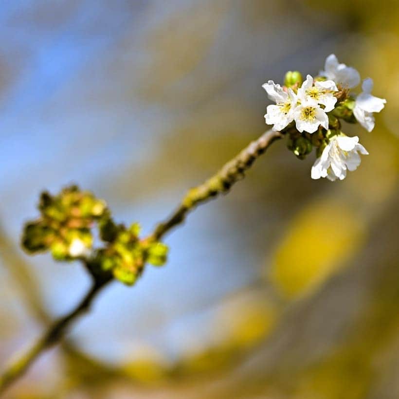 別府史之さんのインスタグラム写真 - (別府史之Instagram)「Spring promenade🚶#🌸 #Rehabilitation #Nikon #Z6 #📷」3月29日 0時28分 - fumybeppu