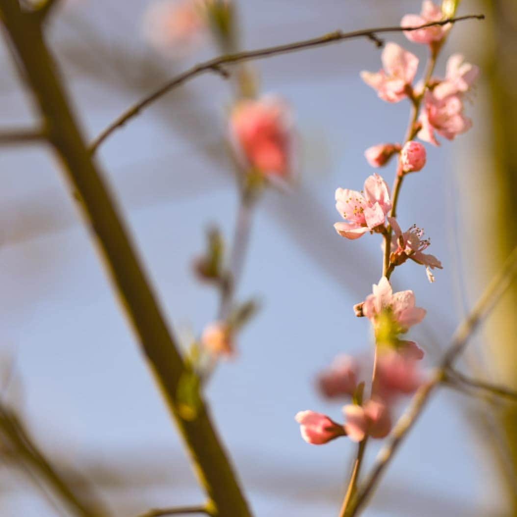 別府史之さんのインスタグラム写真 - (別府史之Instagram)「Spring promenade🚶#🌸 #Rehabilitation #Nikon #Z6 #📷」3月29日 0時28分 - fumybeppu