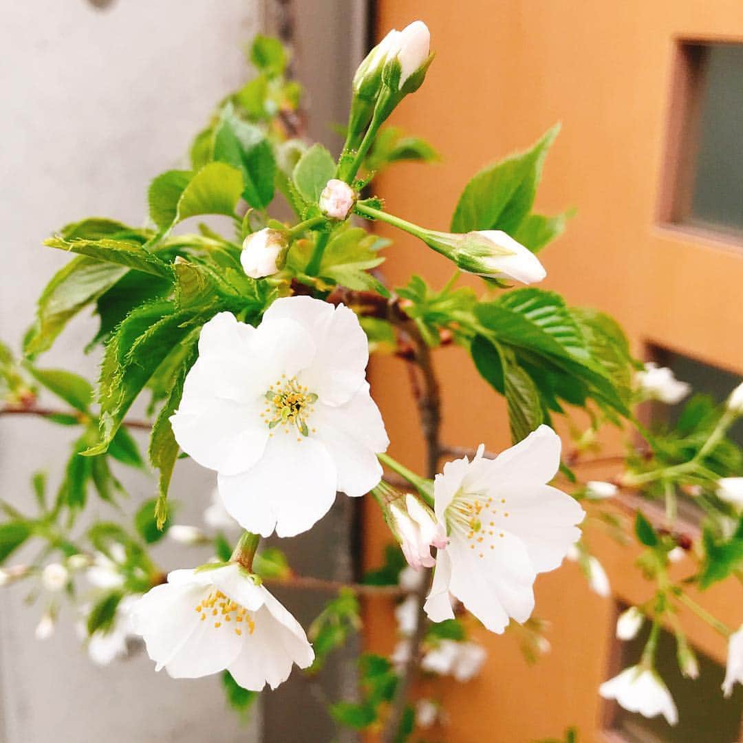 本間昭光さんのインスタグラム写真 - (本間昭光Instagram)「ウチの山桜も開花」3月29日 0時36分 - akimitsuhomma