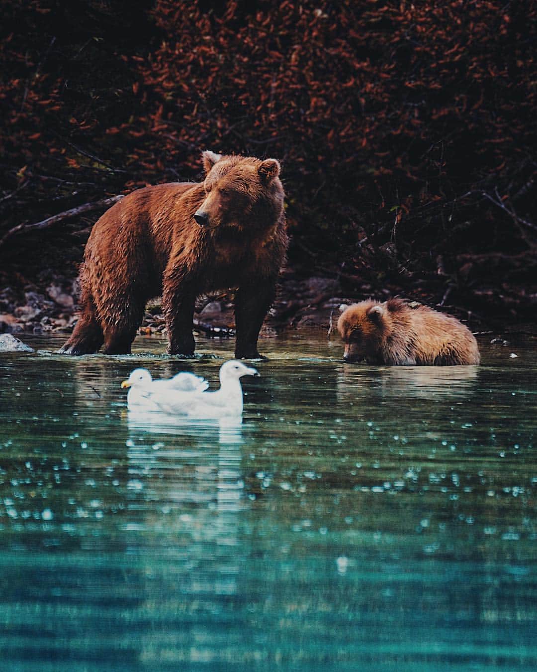Kyle Kuiperのインスタグラム：「Could have spent all day watching mama bear teach her cub how to fish! 🐻」