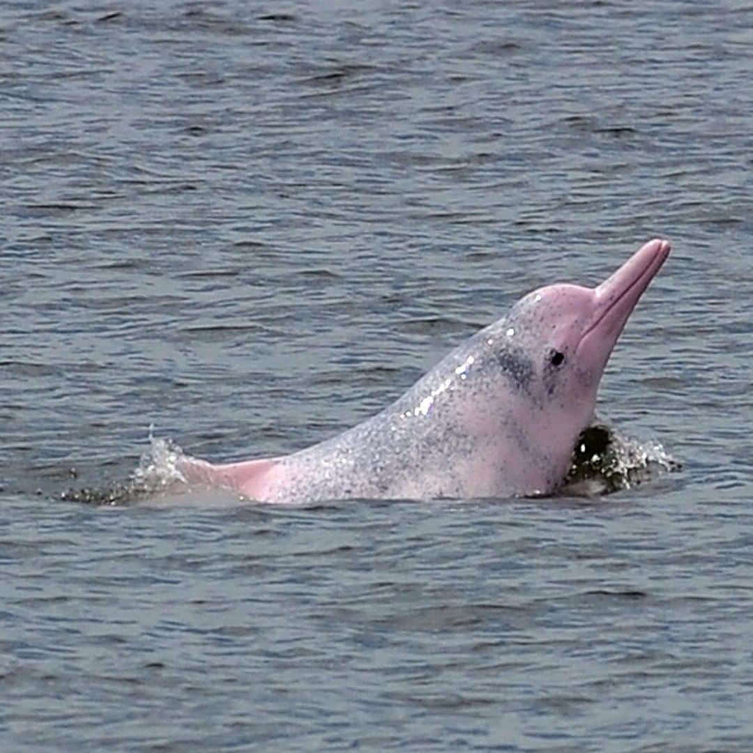 アニマルプラネットさんのインスタグラム写真 - (アニマルプラネットInstagram)「IMPORTANT: this dolphin is pink!! The Indo-Pacific humpback dolphin is born grey and spotty, but as it grows it turns into a beautiful hue of pink. They like to hunt by following fishing boats and scooping up whatever falls overboard. . . . . . . #animalsofinstagram #animalplanet #animaloftheday #wild #wildlife #outdoors #animals #wildanimals #conservation #nature #animallovers #instanature #wildgeography #dolphin」3月29日 1時00分 - animalplanet