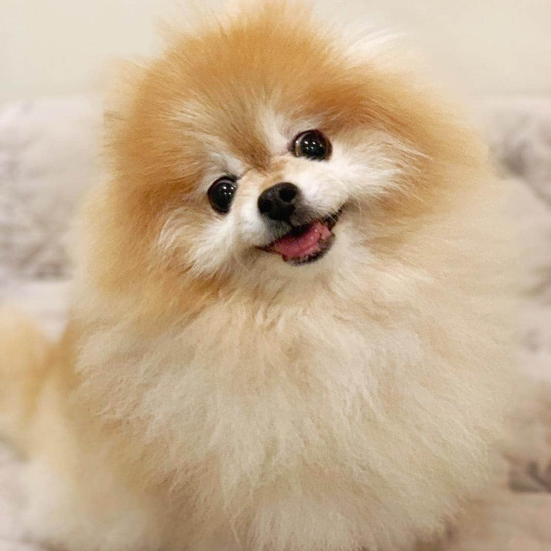 Ella Chuffyさんのインスタグラム写真 - (Ella ChuffyInstagram)「Goodnight smile ⭐️💤 . . . . . . . . #ellachuffy #pet #petstagram #pomeranianpage #pomeraniansofinstagram #teacuppoms #cutedogs #pomeranian_lovers #pomeranianlife #pomeranianworld #teddybeardog #pomeranian #puppylove #aplacetolovedogs #dogoftheday #justpomeranians #fluffypack #dogoftheday #anmlsposts #thedailypompom #picoftheday #iflmdog #犬 #狗 #everydaydoglover #puppy #собаки #ポメラニアン」3月29日 1時28分 - missdiad