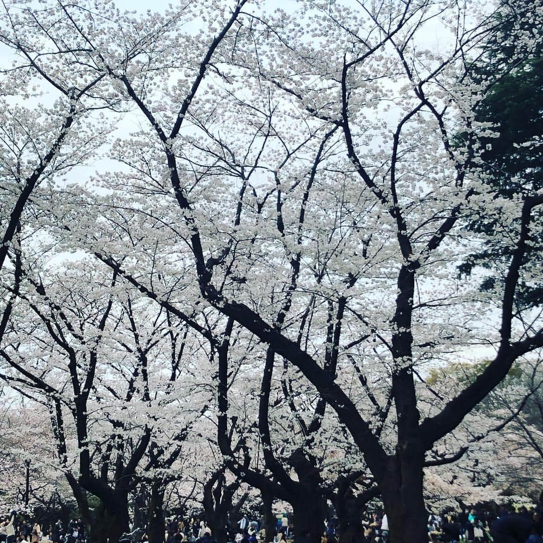 江藤あやさんのインスタグラム写真 - (江藤あやInstagram)「代々木公園でお花見🌸 花曇りもいいもんね。とても楽しい一日でした。」3月29日 1時36分 - ayayakko19