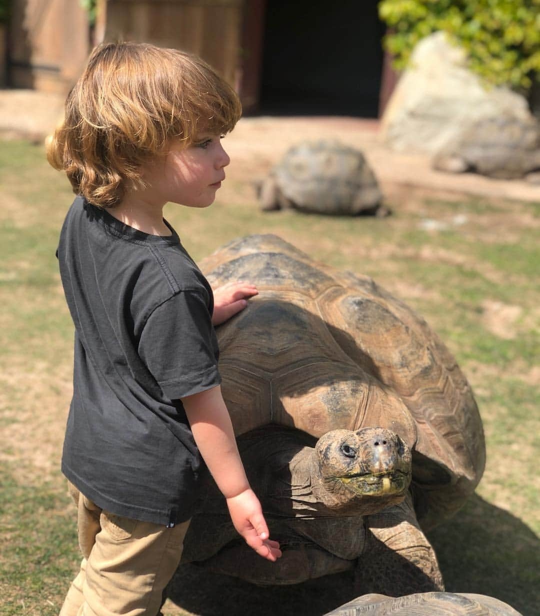 ロビン・タニーさんのインスタグラム写真 - (ロビン・タニーInstagram)「@msmichelehicks called in some favors and treated Oscar to one of the greatest days of his life. Thank you @turtleconservancy it was magical.」3月29日 1時44分 - robintunney