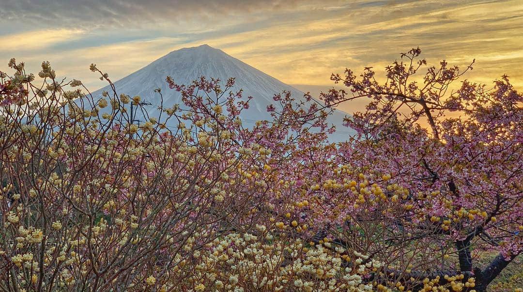 phantastic420のインスタグラム：「. 🤩🤩“Shizuoka” prefecture in Japan is a place where you can see the most “phantastic” Mt. Fuji🗻 in the world.🤩 #富士山 #mtfuji #shizuoka #fujinomiya  #phantastic420photography #mostphantasticmtfuji #selamatpagi  #goodmorning  #おはようございます 😇😇😇😇😇😇😇🗻😇😇 #ミツマタ と #cherryblossom の共演です🤩😍😋 こんな素晴らしい場所なのに、ここで写真撮ったことがあるのは世界でたったの4人しかいないと思います‼︎自分調べですが🤣来年も通いまくります🤩😍😋3人様ここは他言無用でお願い致します😅 #じゃらん花畑 @jalan_net @kanden.jp #あえてシェア @visit.tokai @shizuoka_kankou #静岡dc #富士宮市 #photois #50000人の写真展 #日本の風景 #東京 @fujifilm_photois #nationalparksjp2019contest」
