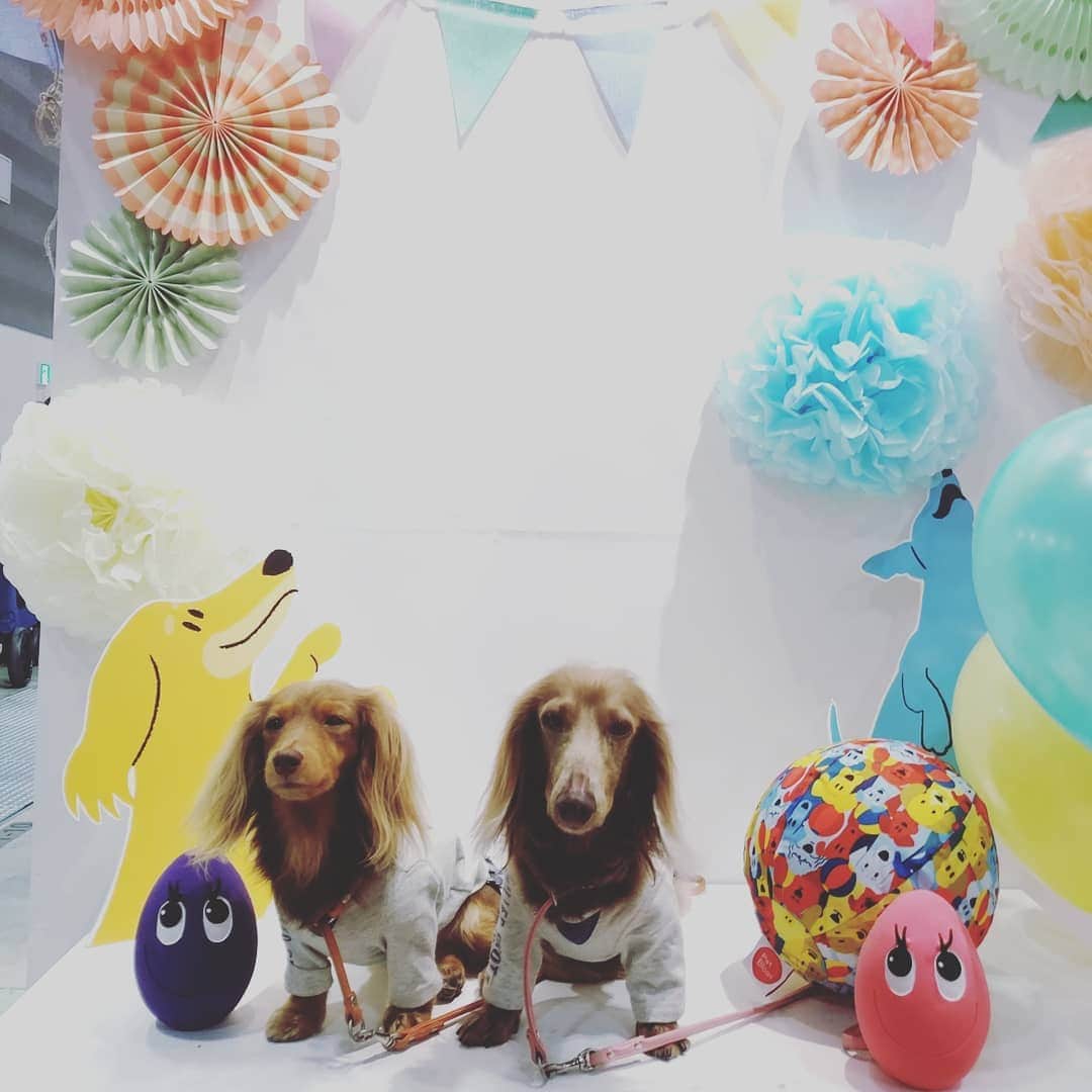 くるみんのインスタグラム：「* インターペット参戦ちう  #dadwaypet  #インターペット2019」