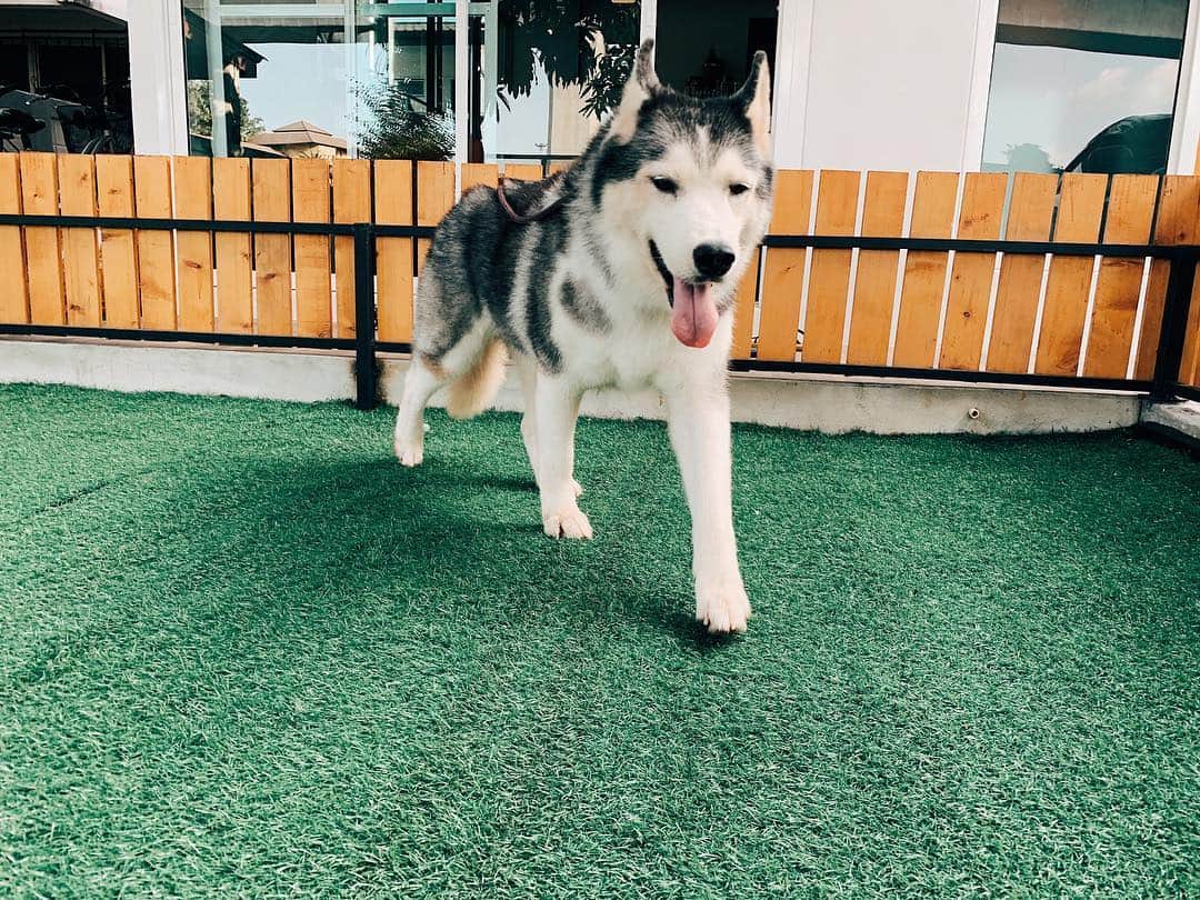 r_oseのインスタグラム：「It’s hard to believe that you’re gone forever. It’s such a sudden loss that hit me very hard. You’re such a lively, healthy and beautiful for me all the time you were here. 13 years is not easy to be torn off. My heart hurt , my mind is empty. I just don’t know where to start and what to do. You’ll be forever in my heart. And we’ll meet again one day over that rainbow bridge.  Goodbye for now, Foxy 🐺〰️ I love you....🖤 28 March 2019」