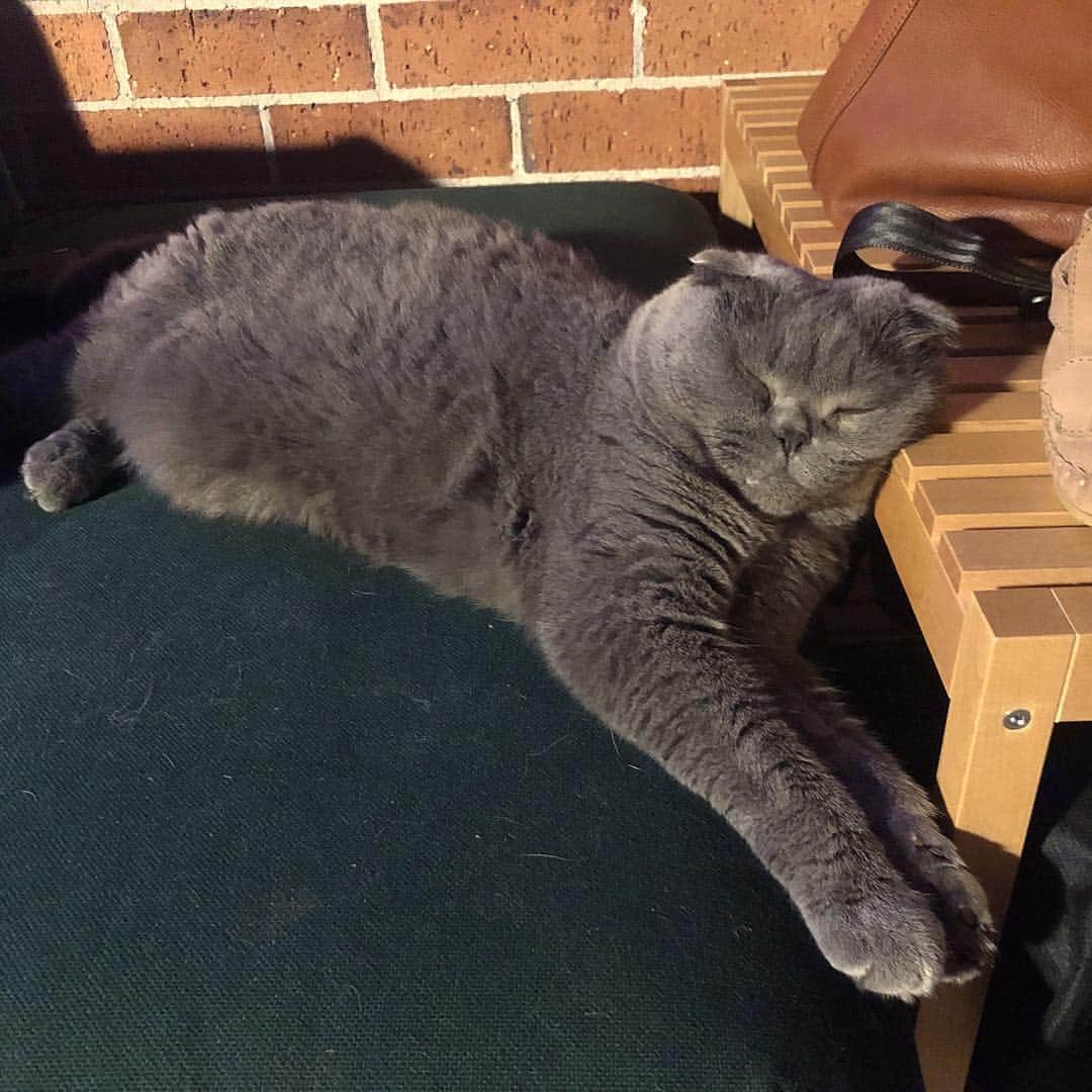 Baconのインスタグラム：「Who said pillows were necessary? 😹😹😹 #catlife #catnap #snooze #sleep #nap」