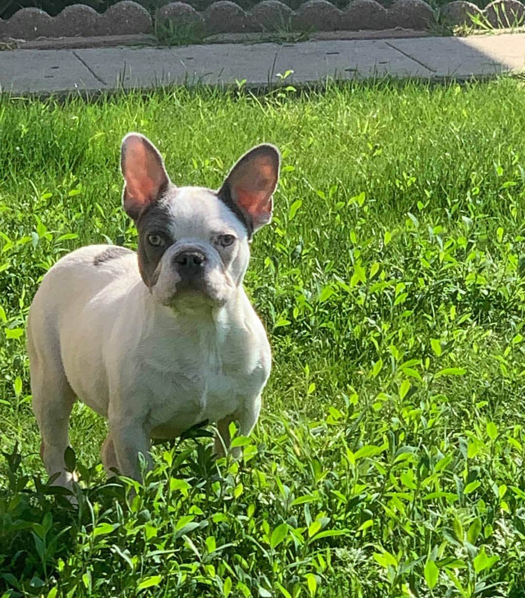 Oprahnbooのインスタグラム：「CHARLIE.  #dogsoftheday #dogsofinstagram #dogsoftheday #dogsforlife #male #7monthsold #tag #share」