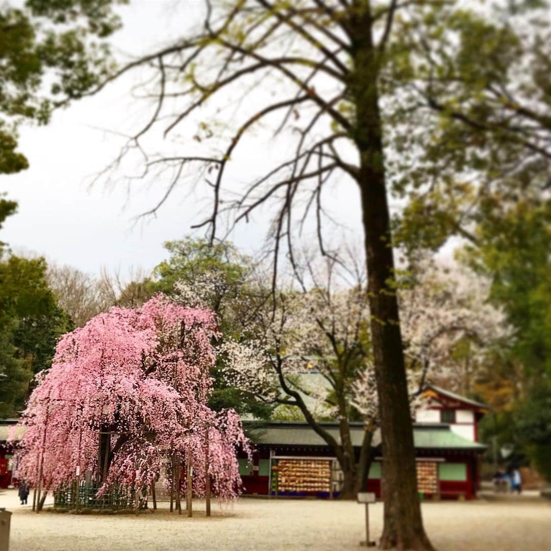 朝倉真司のインスタグラム：「今朝の大国魂神社の枝垂れ桜。染井吉野より開花が早いのでもう今が本当に見頃。通りがかりに立ち止まって写真を撮っていると色んな人に話しかけられる。いいもの見たから今日も頑張ろうね、と知らないおばさんと笑った。これから仙台。」