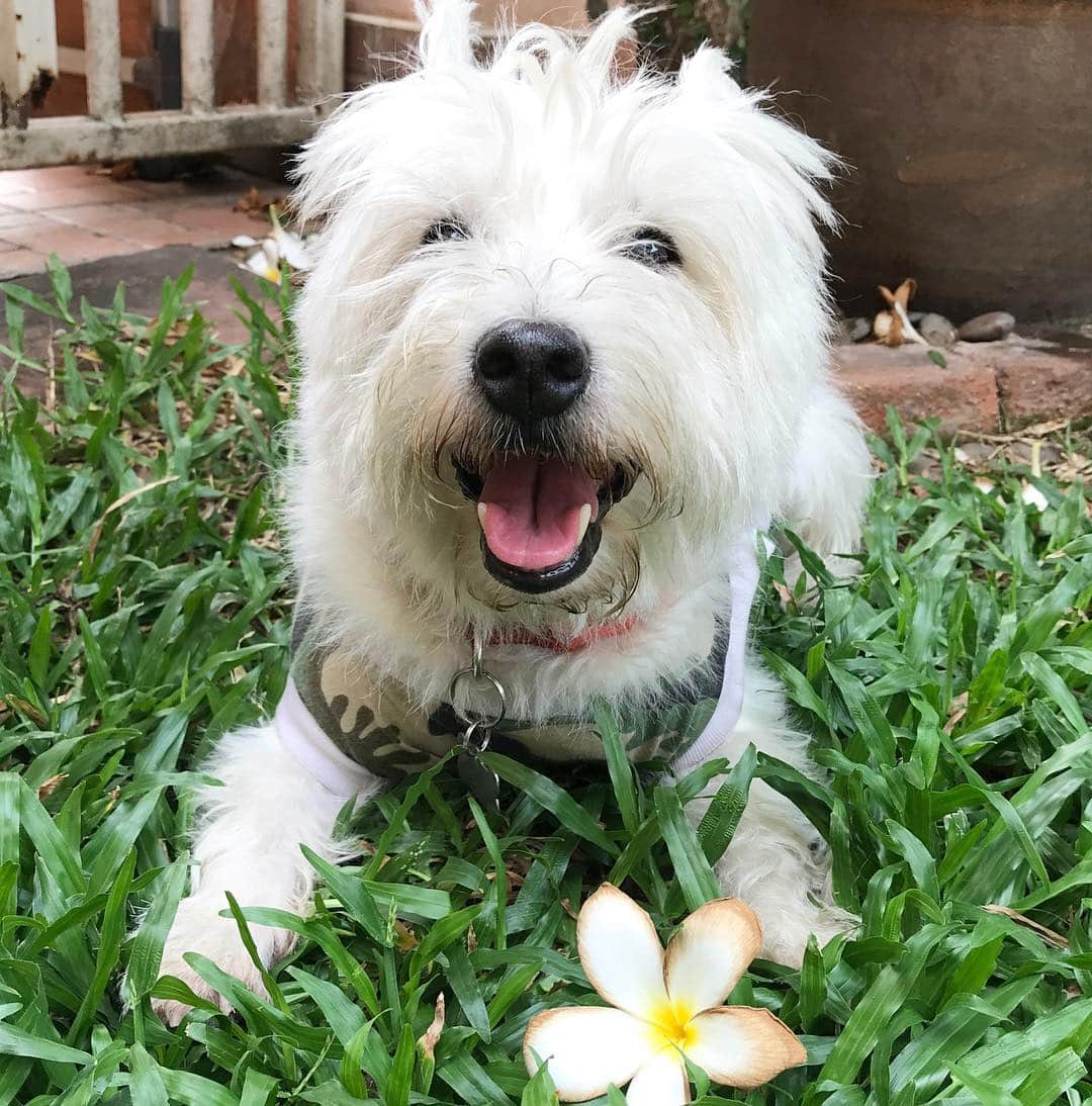 Hoykong&Plamuekのインスタグラム：「Happy Friday everyone!!! #plamuek_westies」