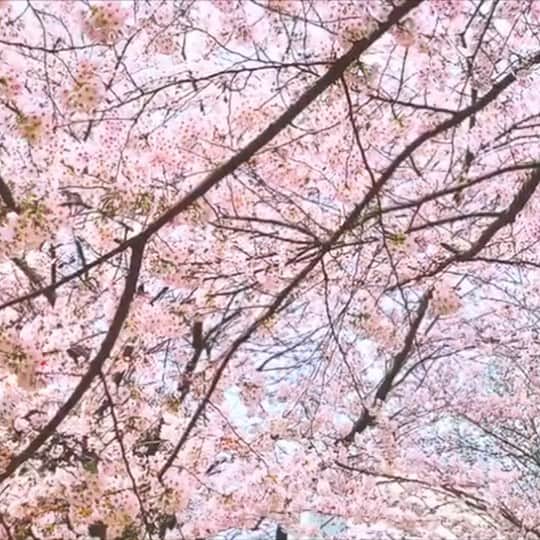 のインスタグラム：「🌸赤坂 桜坂の桜 🌸🌸🌸 朝昼の時間差でお散歩。空の色や空気感で、桜の色も変わって見えますね🌸🌸🌸 ・ 東京、ほぼ満開で少し肌寒くなってきたからまだまだ来週も楽しめると良いな〜🌸 ・ ・ #桜#桜坂#1級フードアナリスト里井真由美 #里井真由美」