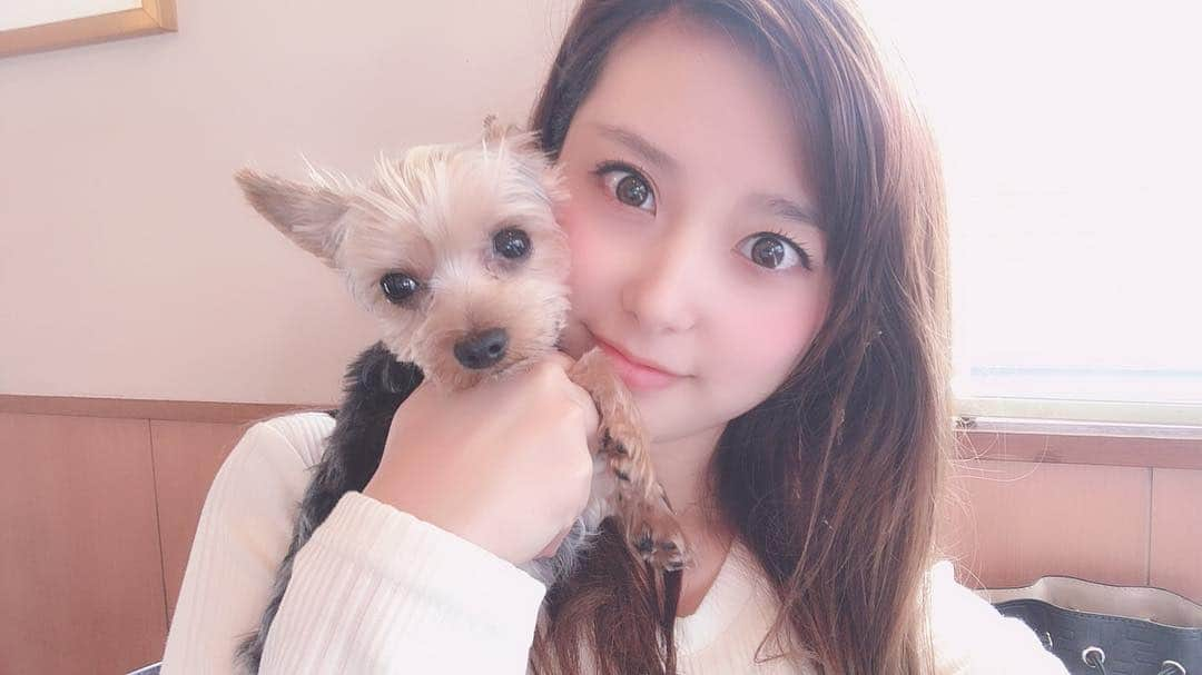 時田愛梨さんのインスタグラム写真 - (時田愛梨Instagram)「ころん🐾💕 #yorkshireterrier #dog #family #girl #minimal #love #ヨークシャーテリア  #2歳 #家族 #ランチ #2頭飼い #愛 #とにかく #可愛い #溺愛 #親バカ」3月29日 11時51分 - eri_tokita