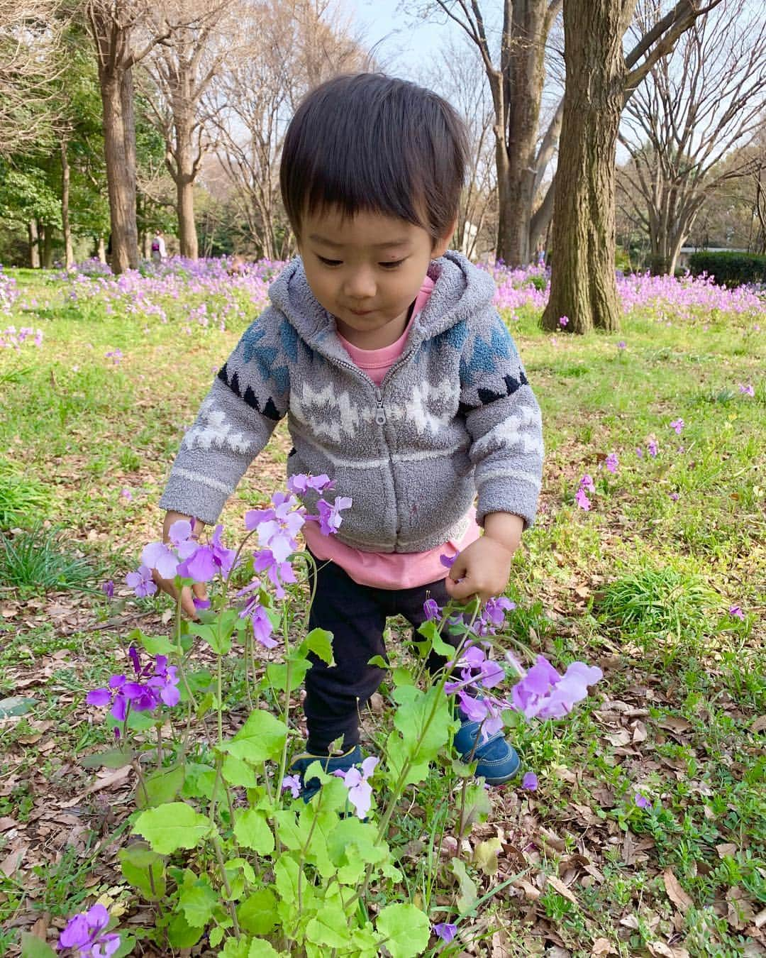 桜井未来さんのインスタグラム写真 - (桜井未来Instagram)「ご飯の後は、大好きな @nonononononon03 ちゃんに沢山遊んで貰ってご機嫌な息子くんでした😂💓 こんな猛獣を猫のように手懐けるのんちゃんは凄い🤣🤣💓ww ・ ・ ・  #花見 #お花見 #桜 #袴 #和服 #着物 #sakura #kimono #北の丸公園  #ママ #男の子ママ #子育て #成長記録 #baby #ママ友募集 #赤ちゃんのいる生活 #ママサークル #ママイベント #ママ会 #都内ママ #ベビスタグラム #mamagirl #ベビフル #コドモダカラ #コドモノ #ママリ #親バカ部 #新米ママ東京部」3月29日 11時51分 - miki.sakurai0214