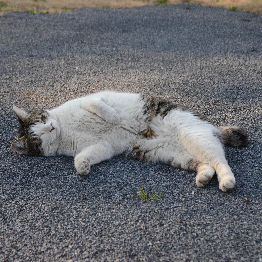 やふさんのインスタグラム写真 - (やふInstagram)「どこでも寝ないの！ . #cat #neko #catlovers #catsofinstagram #catstagram #instacat #猫 #ねこ #ネコ #保護猫 #京太」3月29日 11時51分 - kyafy