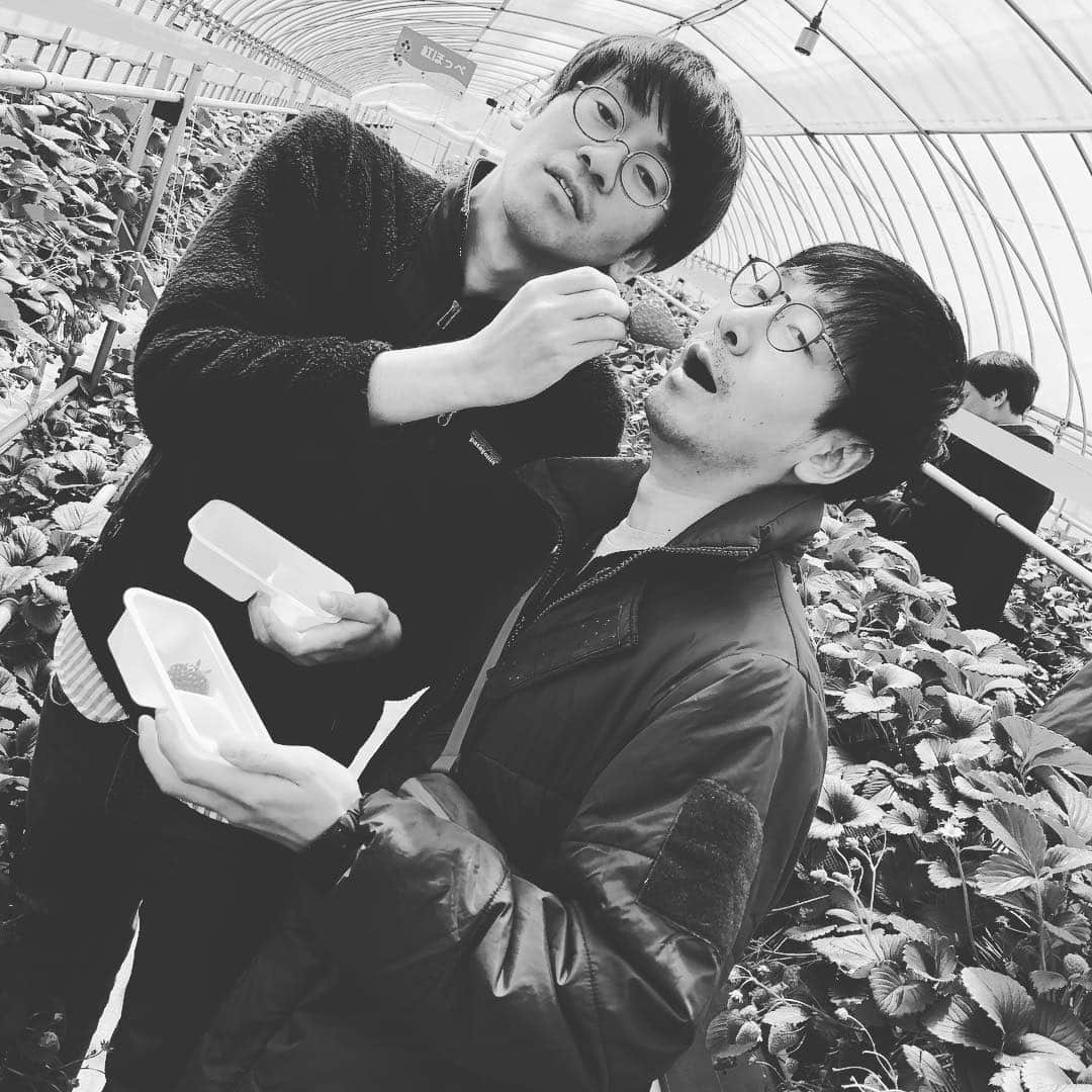 福井俊太郎さんのインスタグラム写真 - (福井俊太郎Instagram)「イチゴ狩りバスツアー盛り上がってる中で。この日一番面白くないツーショット。福井、安田のイチゴ食べさせ合い。 #芸人とはこうゆうもの」3月29日 11時58分 - shuntarofukui