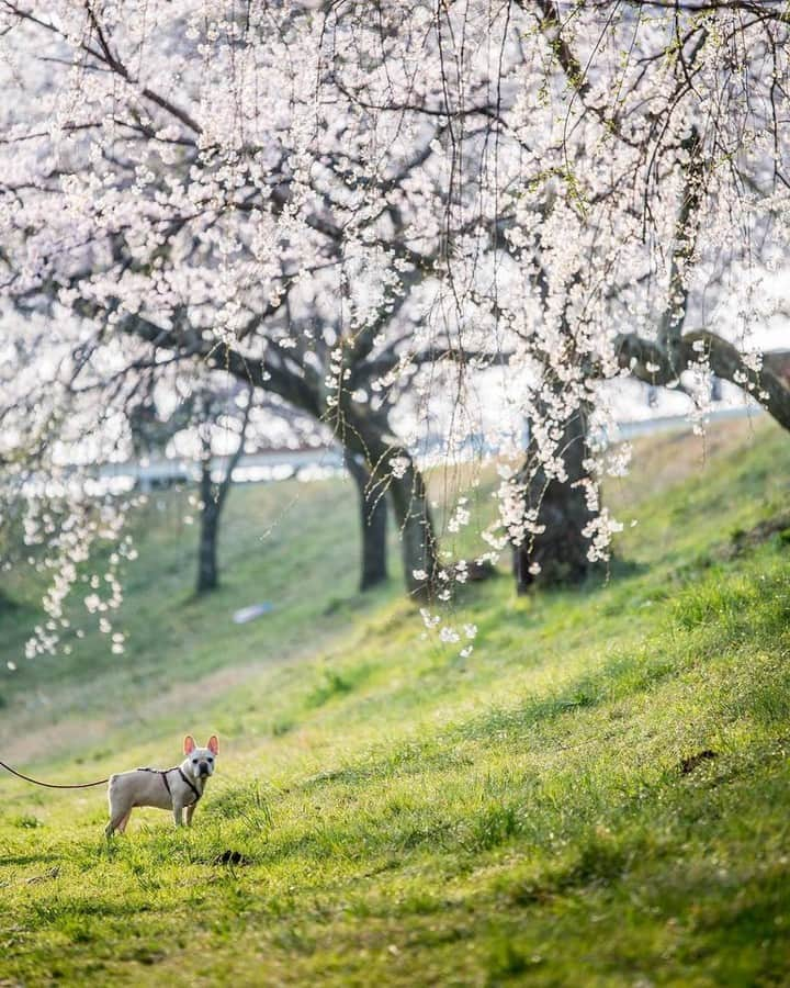 Short Tripさんのインスタグラム写真 - (Short TripInstagram)「like!＆コメント大歓迎！⠀ Photo by @hamnin1027ie.⠀ .⠀ Original Post⠀ https://www.instagram.com/p/Bg2Hwzujo_F/⠀ ⠀ 本アカウントは、#photo_shorttrip をつけてInstagramに投稿された皆さんの記憶に残る素敵な「旅の一枚」をご紹介しています。また、「Short Trip」Facebookページでも作品をご紹介＆受付中！⠀ ご投稿いただく際は、撮影機材（カメラやレンズの名前）も是非ご記載ください。（撮影機材情報は作品選定には影響しません）⠀ ⠀ #photo_shorttrip #小旅行 #shorttrip #short_trip #旅 #旅行 #写真 #photo #travelphoto #travelphotos #travelphotography⠀ Follow: @photo_shorttrip」3月29日 12時00分 - photo_shorttrip