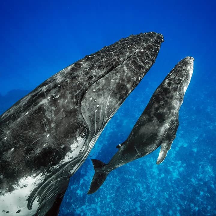 のインスタグラム：「Photo by @BrianSkerry | A recently born humpback whale calf swims under the careful watch of it’s mom in the waters of the South Pacific. Humpback moms invest a lot into their offspring, with a gestation that lasts nearly a year.  They spend the first year of the calf’s life teaching it all the skills it will need to survive in the sea. Theses bonds are strong and the learned behaviors are an important element of whale culture.  Follow @BrianSkerry for more photos of whales and other ocean wildlife and the stories behind the images! #whales #humpbackwhales #parenting #planetofthewhales #whaleculture」