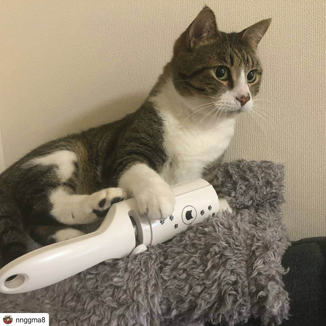 猫壱（ねこいち•ネコイチ）のインスタグラム