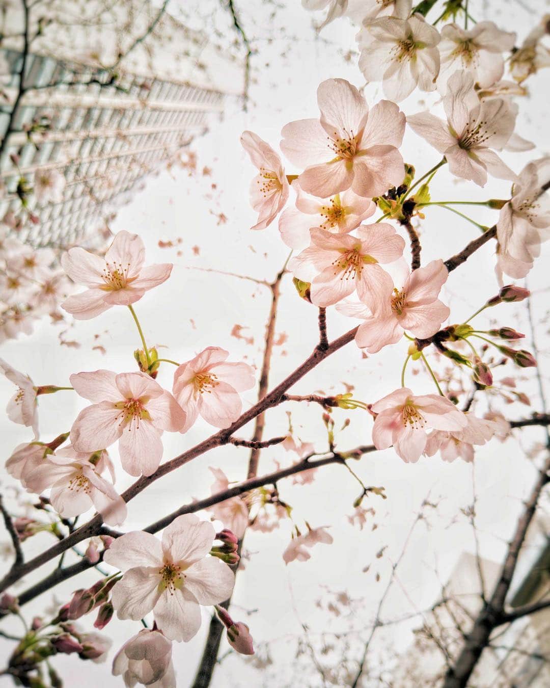 のインスタグラム：「アメリカ大使館🇺🇸は、東京都港区赤坂にあります。 近くにある桜坂の🌸が、優しいピンクだ本当に美しいんです！ 日本の春の景色が大好きという外交官も沢山います！ . #us #usa #america #cherryblossom #spring #studyabroad #tokyo #blooming #sakura #アメリカ #留学 #散歩 #昼休み #花見 #空 #桜 #桜坂 #東京 #ピンク #flowers #pink #風物詩 #赤坂」