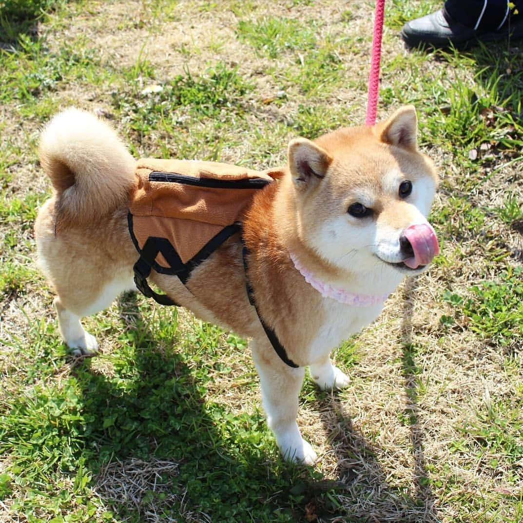 柴犬たま Shibainu Tamaさんのインスタグラム写真 - (柴犬たま Shibainu TamaInstagram)「* たま「まったくミケはお調子者だな〜」 全員「アハハハ」 * って会話が聞こえてきそう🤭 * Caption trans🇬🇧 Tama "Meekeh is good-humored." All members "hahahahaha." It looks like they are talking like that🤭 * #柴犬たま #たママ #たま家族 #柴犬ミケ #一眼レフ #一眼レフカメラ #お散歩 #くまちゃんリュック #笑顔 #舌ぺろ #仲良し親子 #かなりひし形 #柴犬 #shiba #shibainu #shibastagram #犬 #dog #多頭飼い」3月29日 12時18分 - tama7653