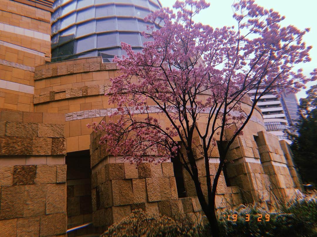 柏木由紀さんのインスタグラム写真 - (柏木由紀Instagram)「. この季節、桜の写真載せる🌸 SNSあるある🌸 .」3月29日 12時15分 - yukikashiwagi_official