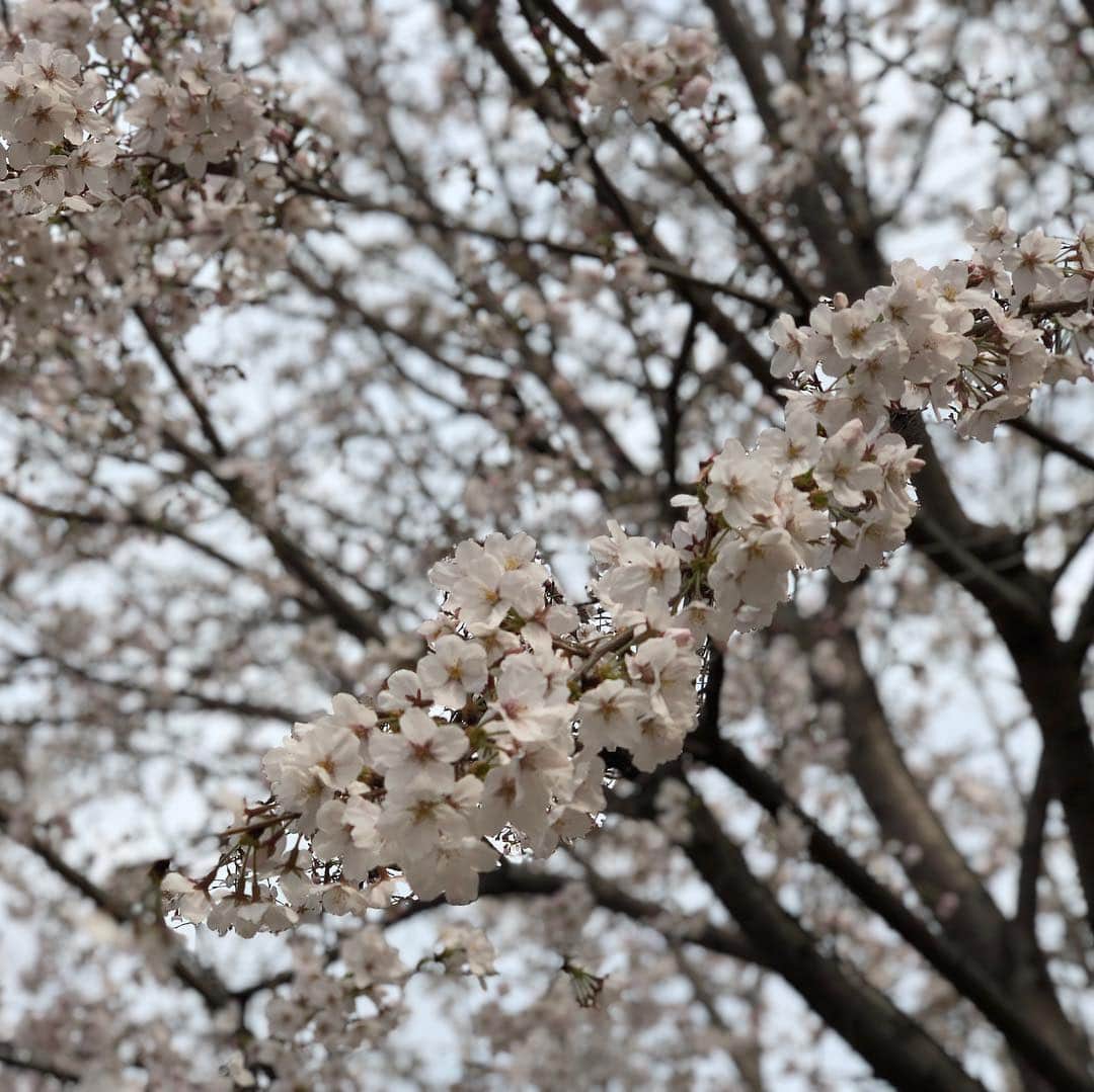 小石田純一さんのインスタグラム写真 - (小石田純一Instagram)「桜が綺麗。桜に乾杯して1人でお花見しました。  #桜 #ソメイヨシノ #お花見 #春 #花 #缶ビール #乾杯 #羽根木公園」3月29日 12時18分 - koishida.trendy