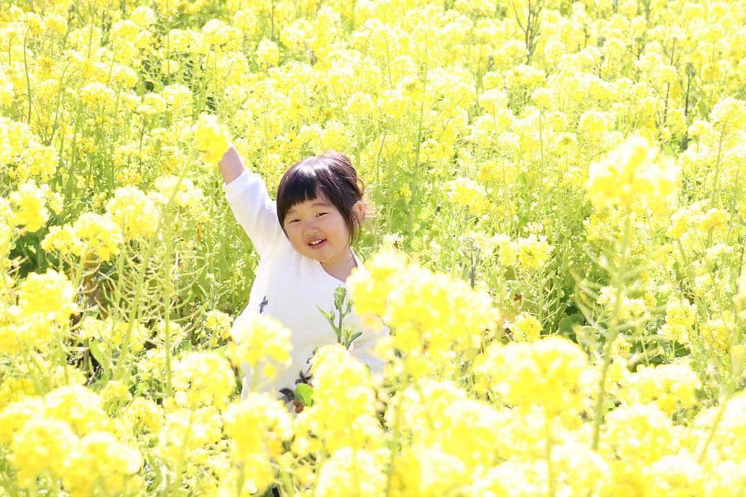 のインスタグラム：「今週もお疲れさまでした😊 現在、「春」をテーマにお写真・動画を募集中です✨ 本日の #タビスルキッズ はこちら💕 📷 @czf.m.y.c さん 🚩岡山県・「笠岡ベイファーム 」 🎙ご本人コメント #笠岡ベイファーム  #菜の花 🌼🌼🌼🌼🌼 やっと見にこれた\(◡̈)/ ＊＊＊＊＊＊ こちらは、春は菜の花とポピー、夏はひまわり、 秋はコスモスが楽しめるんですね✨ かわいいお写真ありがとうございます💕」