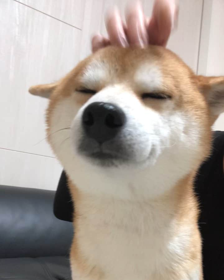 ゆうとろ（柴犬ゆうと猫のとろ）のインスタグラム