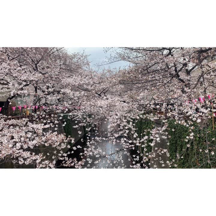 のインスタグラム：「. . 目黒川の桜並木🌸 高校時代からの大親友と一緒にお花見しました♪ 彼女は私の体の一部(この表現なかなか難しい笑) 彼女と出逢えて私はとっても幸せだし、私の人生の宝物です💓 . いつもありがとう😊 . . #大親友 #この表現じゃ物足りない #家族同然 #私にとってなくてはならない大切な人  #お花見 #目黒川 #中目黒 #さくら #sakura #春 #🌸」