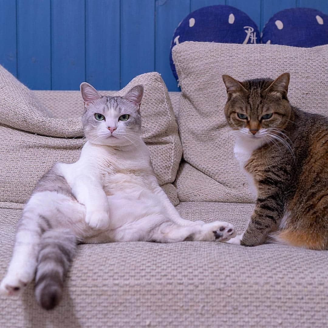 Sakiさんのインスタグラム写真 - (SakiInstagram)「* 👩🏻"Happy Friday!!!! Yay!" Eve: "Mom, you just took a day off....." Ruby: "you're way too excited...." . 👩🏻「週末ウェーイ🙌🏻」 イブ:「いやいや、昨日休み取ったばっかでしょ」 ルビー:「喜びすぎじゃない？」 #元野良猫部 #元野良もカワイイ説普及隊 #猫すたぐらむフォトコンテスト *」3月29日 12時40分 - rubyeve12