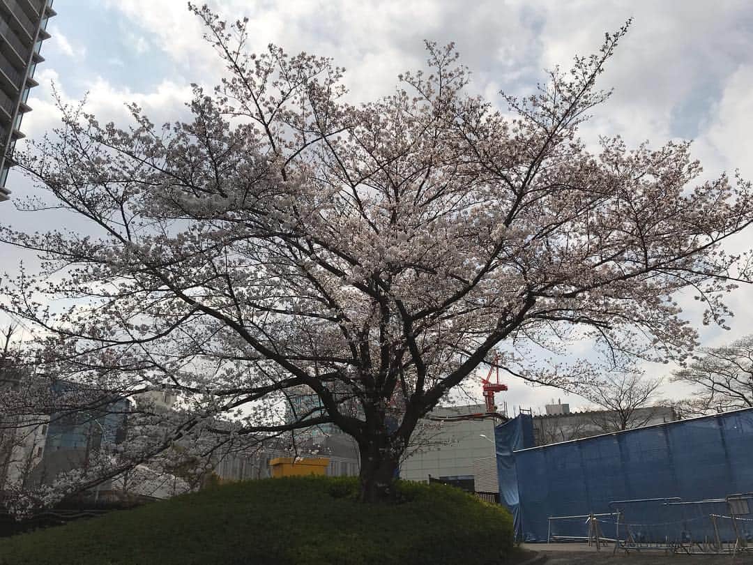 のインスタグラム：「桜、綺麗やなぁ〜♪ 東京は2020年に向けて物凄い勢いで姿形を変えて行ってるんやなぁ〜と毎日感じます 赤坂BLITZのライブから2ヶ月を経て俺も時代の流れに取り残されへん様に必死に食らいついていこうと強く感じる今日この頃です  #靖乃 #桜」