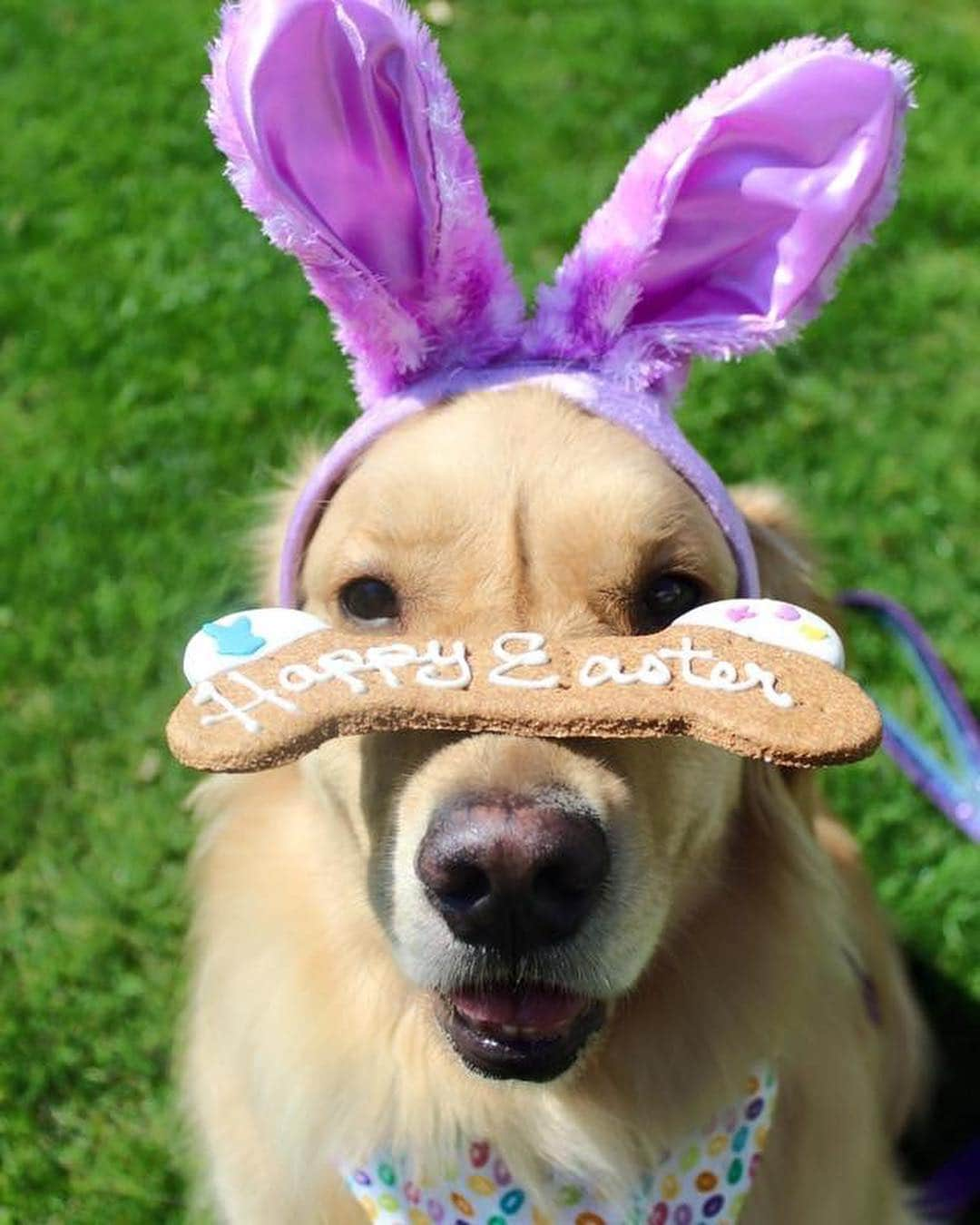 モヒートさんのインスタグラム写真 - (モヒートInstagram)「#tbt a few Easters ago. This was on mom’s memories today 💜💜#easterbunny #easter ------------------------------- #goldensofig #goldenretriever  #goldenretrieversofinstagram #betterwithpets #dogsofig  #dogsofinstagram #fluffypack #gloriousgoldens #cute #welovegoldens #ilovemydog #dogcrushdaily #retrieveroftheday #goldenlife #featuregoldens #goldenretrieverfeatures #bestwoof #goldenretrieverft #ProPlanDog #ilovegolden_retrievers #mydogiscutest #retrieversgram #chewy #dogsofcle」3月29日 12時41分 - mojito_rose_family