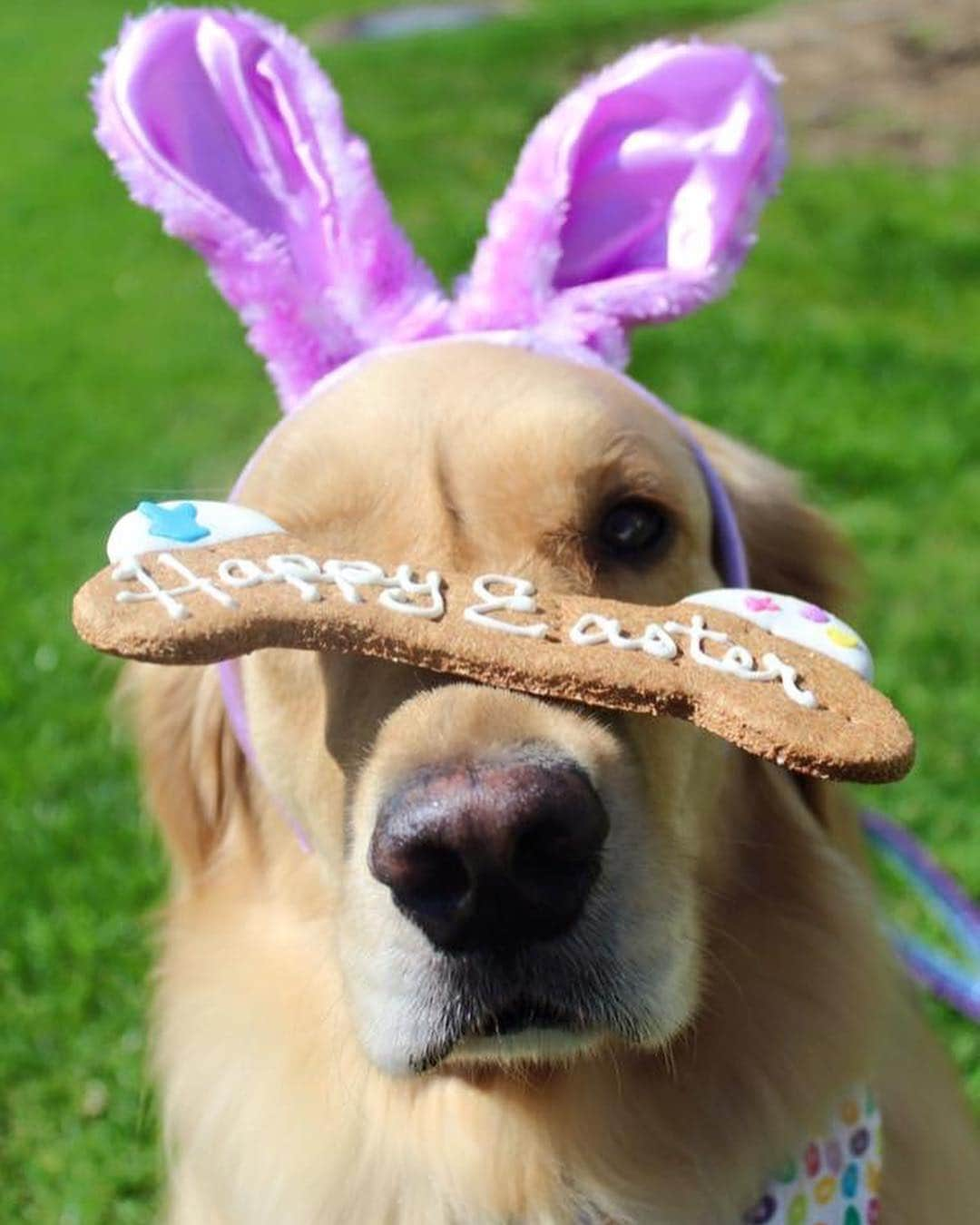 モヒートさんのインスタグラム写真 - (モヒートInstagram)「#tbt a few Easters ago. This was on mom’s memories today 💜💜#easterbunny #easter ------------------------------- #goldensofig #goldenretriever  #goldenretrieversofinstagram #betterwithpets #dogsofig  #dogsofinstagram #fluffypack #gloriousgoldens #cute #welovegoldens #ilovemydog #dogcrushdaily #retrieveroftheday #goldenlife #featuregoldens #goldenretrieverfeatures #bestwoof #goldenretrieverft #ProPlanDog #ilovegolden_retrievers #mydogiscutest #retrieversgram #chewy #dogsofcle」3月29日 12時41分 - mojito_rose_family