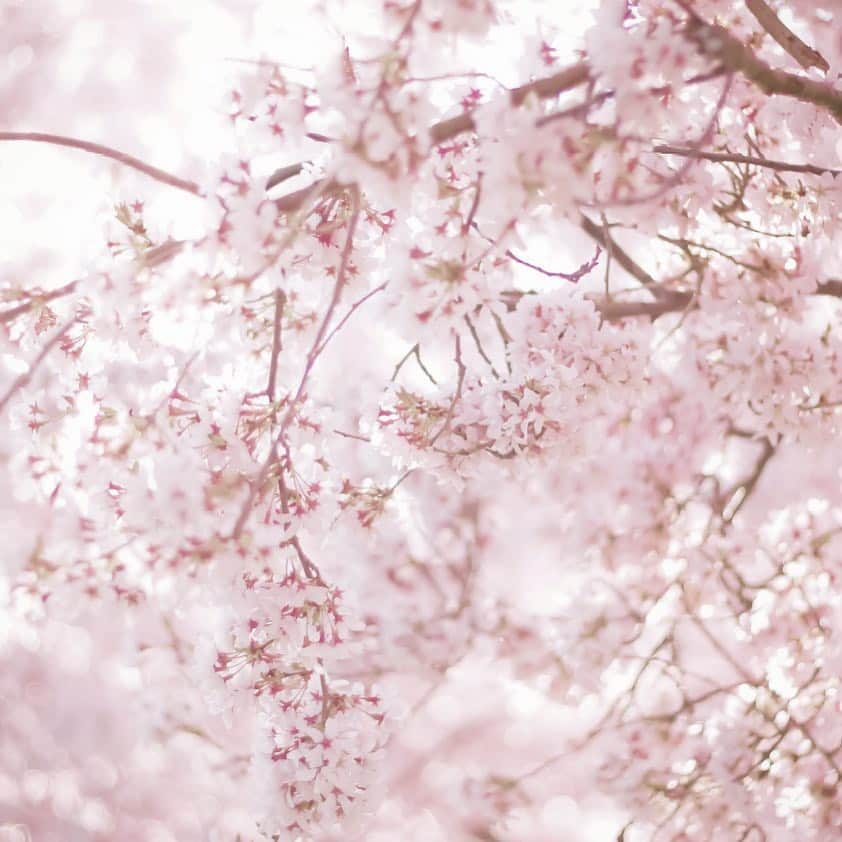 Depth_TECHNOLOGYさんのインスタグラム写真 - (Depth_TECHNOLOGYInstagram)「桜花の候、いかがお過ごしでしょうか。開花宣言も各地で発表 され本格的な桜の見頃になってきましたね。 ・ ちなみに、桜の花言葉は「優美な女性」「精神美」だということ知っていましたか？ ・ サクラのしとやかな美しさを女性にたとえたものだとか。桜が日本の国花という位置づけから、日本国、そして日本人の品格を表すシンボルとして名づけられています。 ・ 日本人が桜に特別な思いがあることも当然なのかもしれません。 桜の綺麗なピンク色は気持ちまで明るくウキウキとさせてくれます。外出も気持ちのよい季節ですが、花粉は勿論、寒暖差も激しい時期です。 ・ 肌はもちろん、頭皮のケアも忘れずに桜の季節を楽しみましょう。 ・ ＠depth_technology #デプス #depth #スカルプケア #メンズヘアケア #スカルプ #scalpcare #シャンプー #shampoo #スカルプケアシャンプー #トリートメント #treatment #スカルプケアエッセンス #ヘアケア用品 #haircare #頭皮ケア #アルビオン #albion #可能性を未来に換えろ #4part #4パート #メソッド #スカルプケアメソッド #depth_tec #つぼみ #開花 #桜 #見ごろ #満開 #cherryblossom #デプスケア」3月29日 12時41分 - depth_technology
